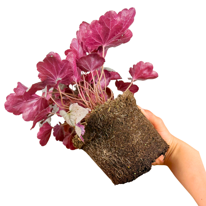 Heuchera Huckleberry, Ready to Plant in Your Garden, 1 x Large 2L Plant