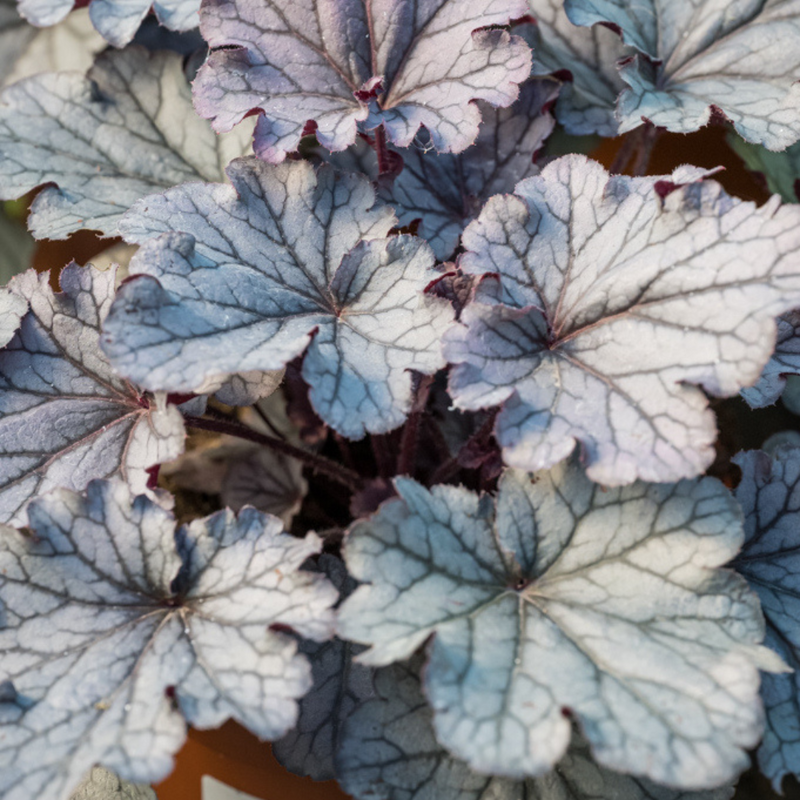 Heuchera Huckleberry, Ready to Plant in Your Garden, 1 x Large 2L Plant