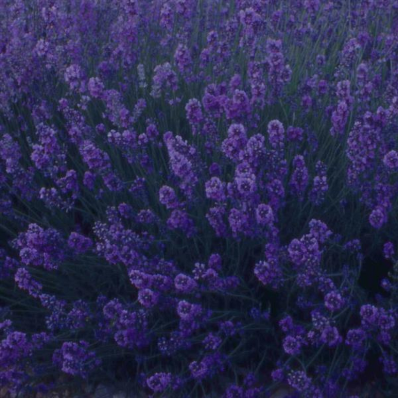 1 Large Plant - Lavender Dark Blue, Ready to Plant in Your Garden, 2L Pot