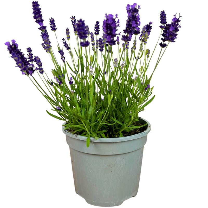 1 Large Plant - Lavender Dark Blue, Ready to Plant in Your Garden, 2L Pot
