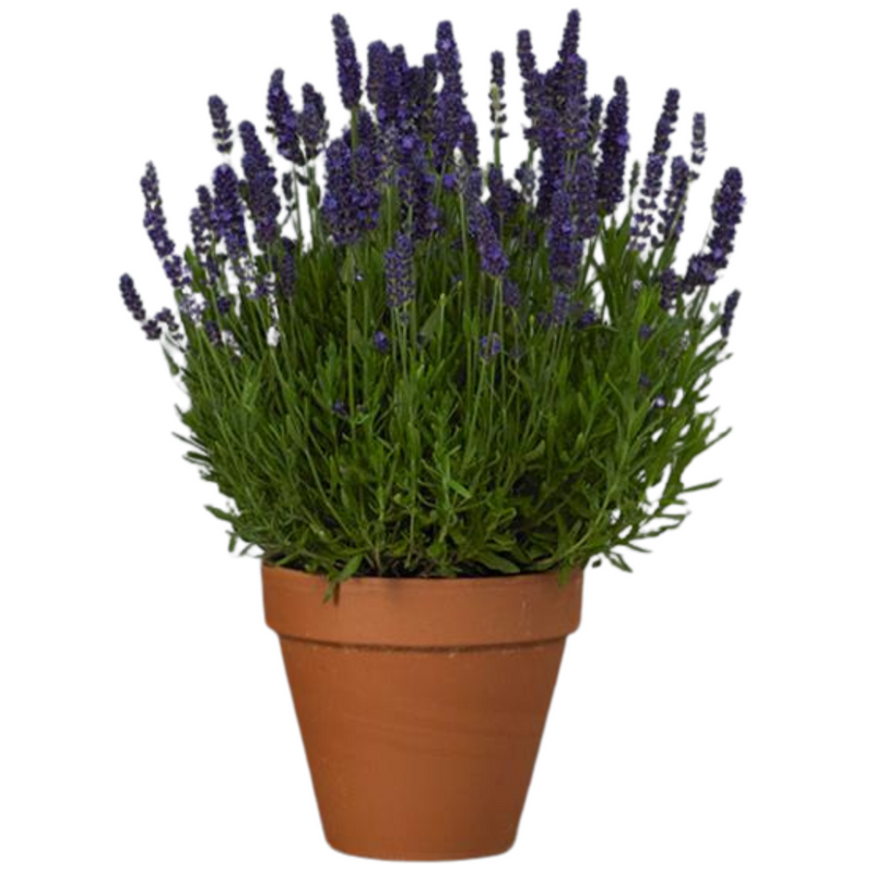 1 Large Plant - Lavender Dark Blue, Ready to Plant in Your Garden, 2L Pot