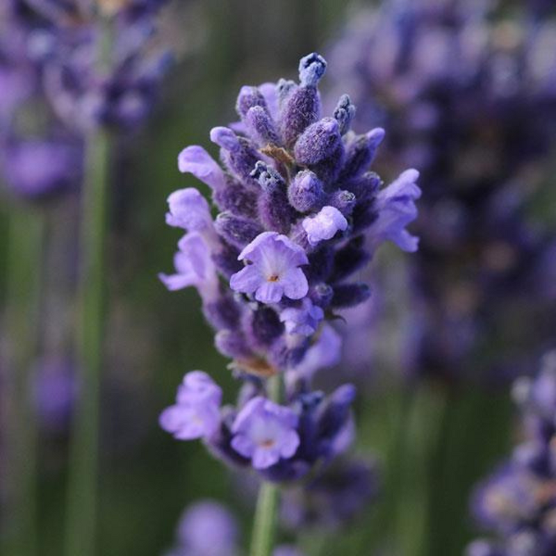 Lavender Light Blue, 2L Pot