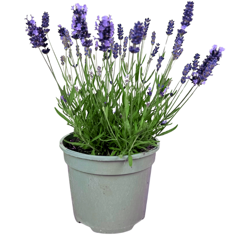 Lavender Light Blue, 2L Pot