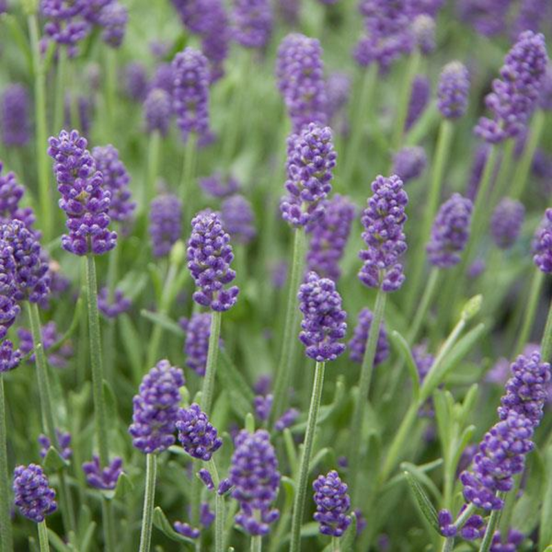 Lavender Light Blue, 2L Pot