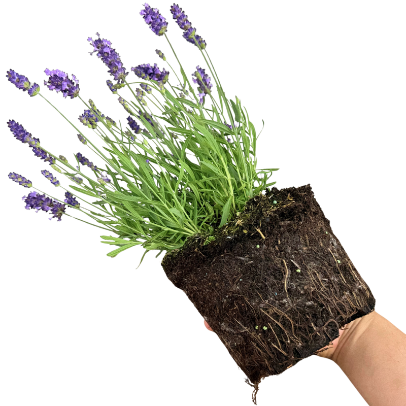 Lavender Light Blue, 2L Pot