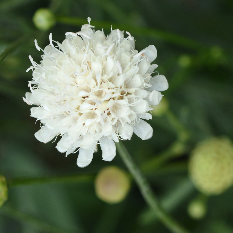 Scabious Kudo White 17cm/2L