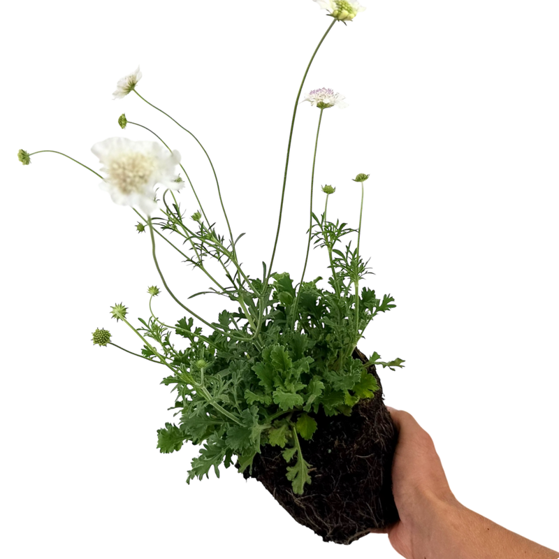 Scabious Kudo White 17cm/2L