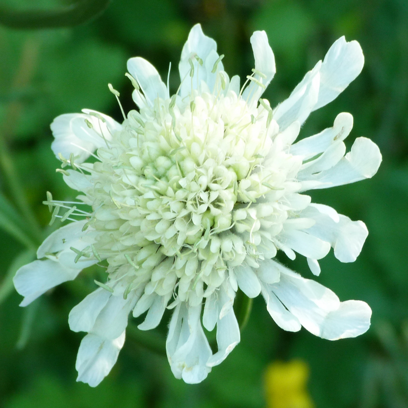 Scabious Kudo White 17cm/2L