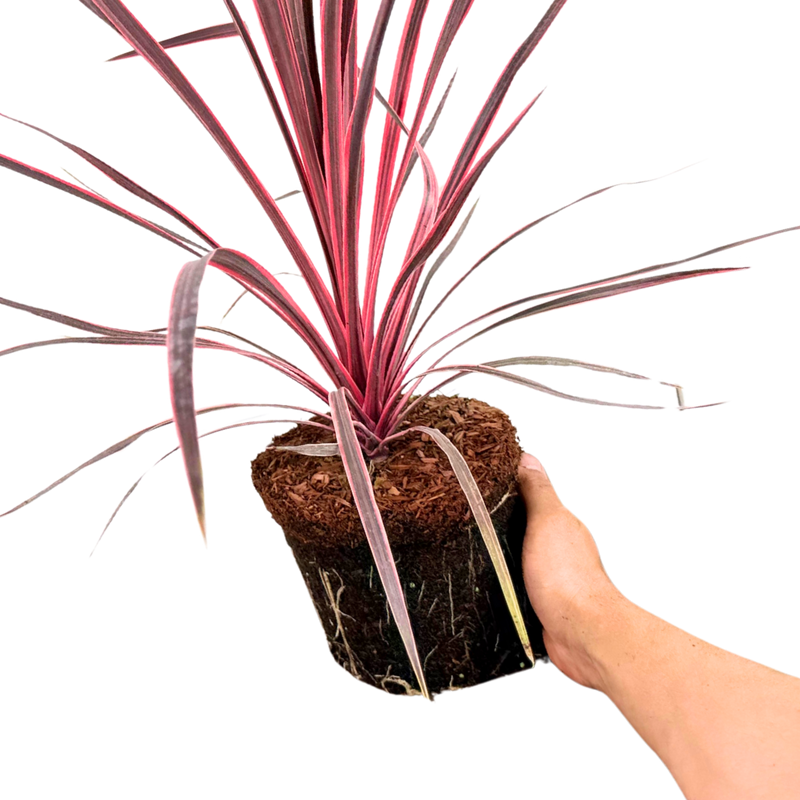 1 Large Plant - Cordyline Charlie Boy, Ready to Plant in Your Garden, Peat Free