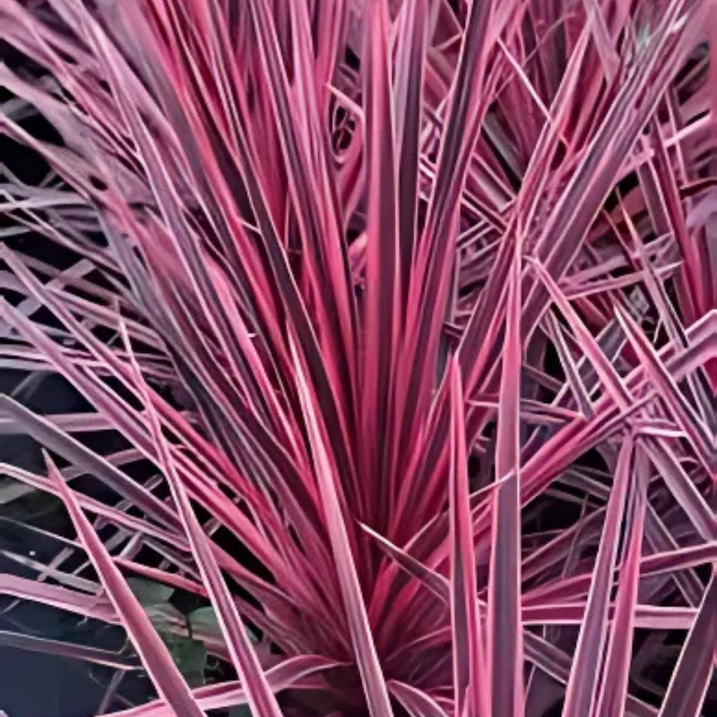 1 Large Plant - Cordyline Charlie Boy, Ready to Plant in Your Garden, Peat Free