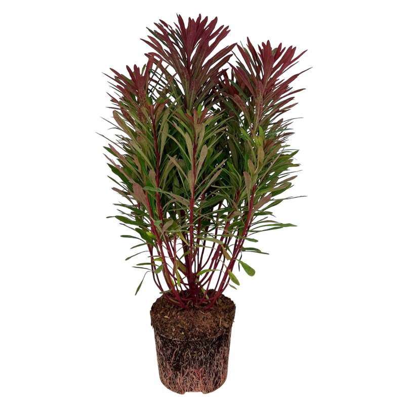 1 Large Plant - Euphorbia Miners Merlot, Outdoor Garden Ready, 3L Rootball