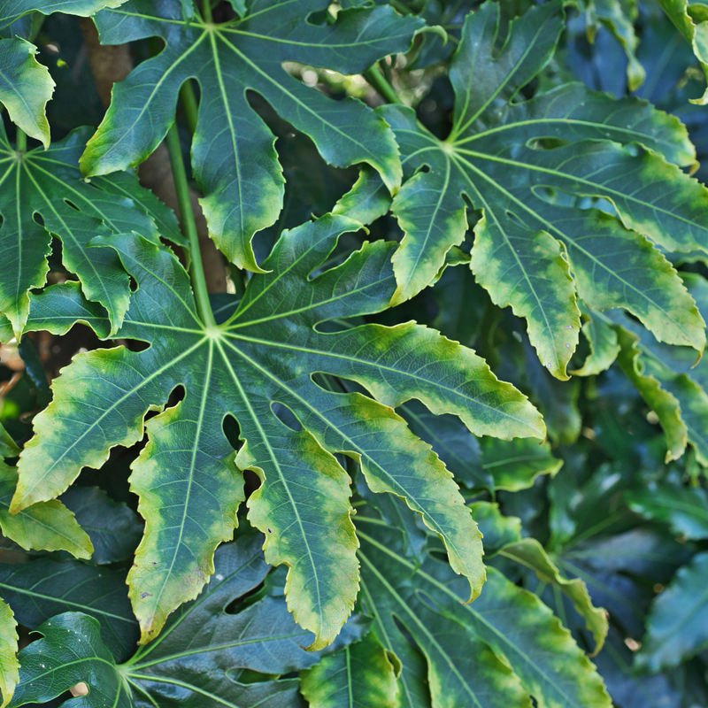 Fatsia Camouflage, Ready to plant, Large 3L Plant