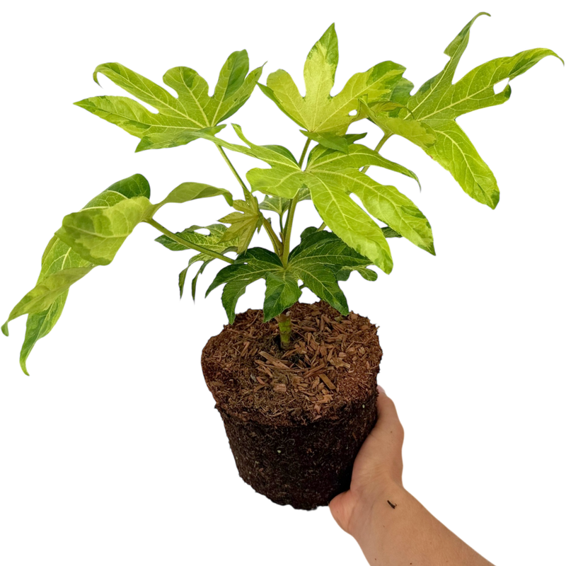 Fatsia Camouflage, Ready to plant, Large 3L Plant