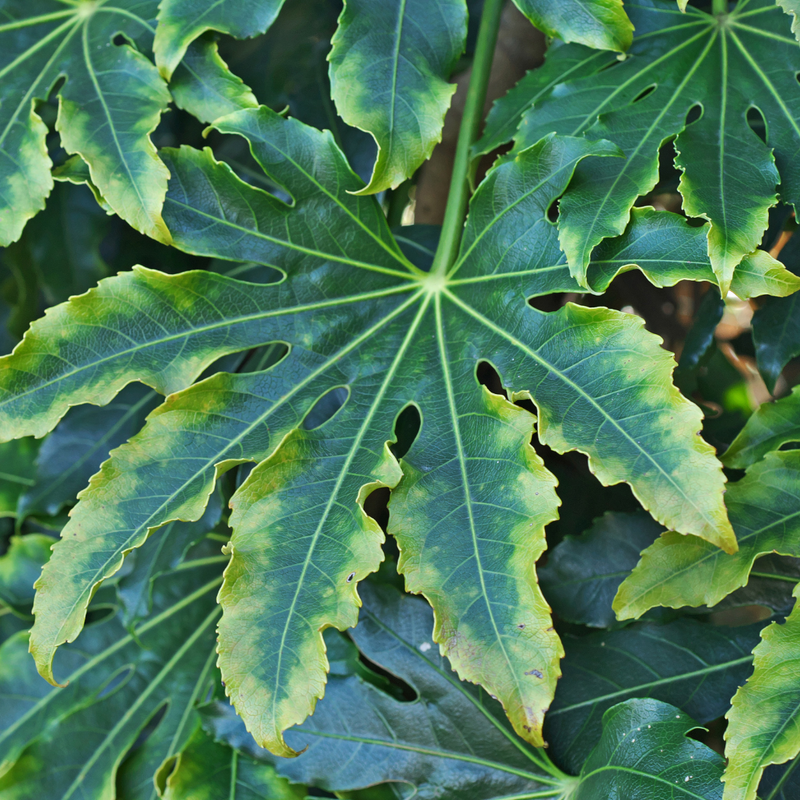 Fatsia Camouflage, Ready to plant, Large 3L Plant