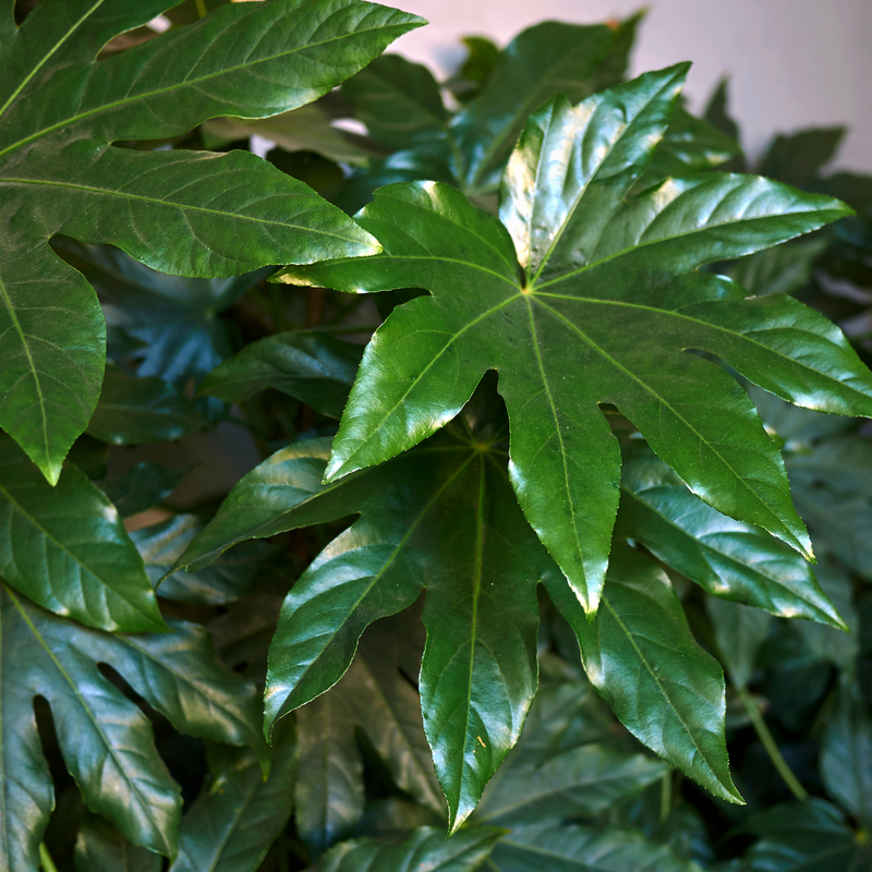 Fatsia Japonica, Ready to plant, Large 3L Plant