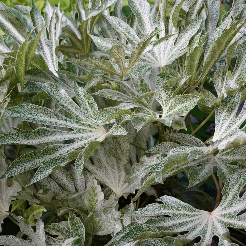 Fatsia Spider Web, Ready to plant, Large 3L Plant
