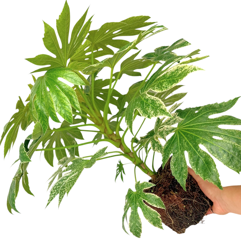 Fatsia Spider Web, Ready to plant, Large 3L Plant