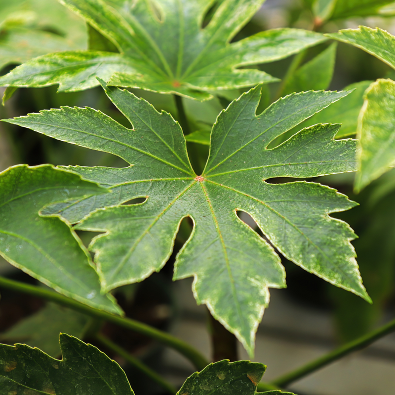 Fatsia Spider Web, Ready to plant, Large 3L Plant