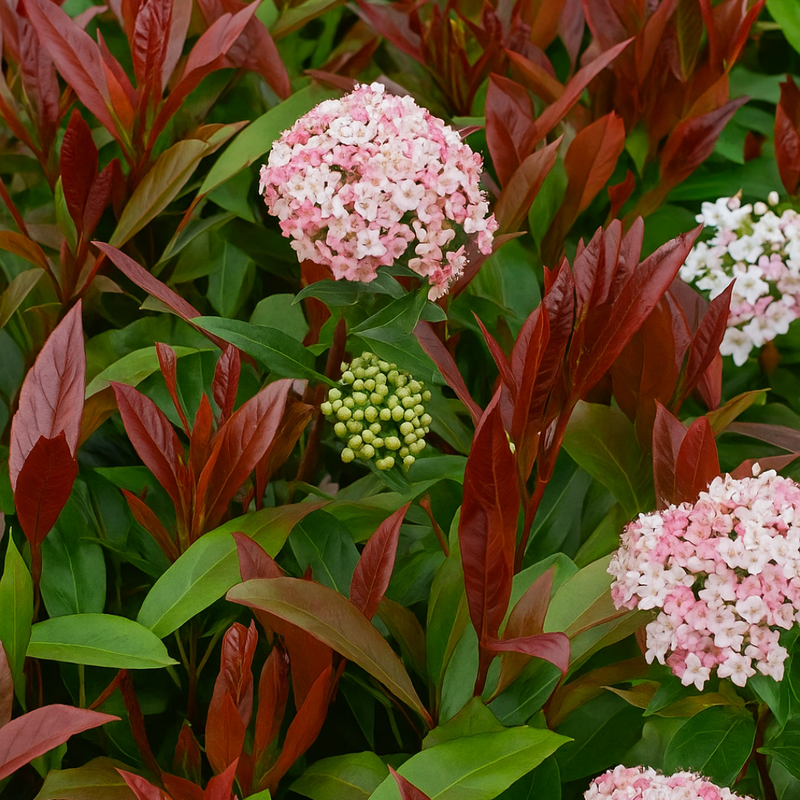 Viburnum Lisarose, Ready to Plant, Large 3L Plant