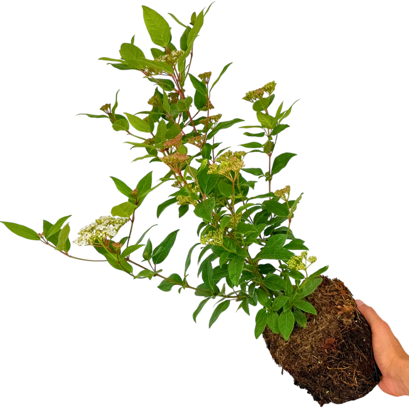 Viburnum Lisarose, Ready to Plant, Large 3L Plant