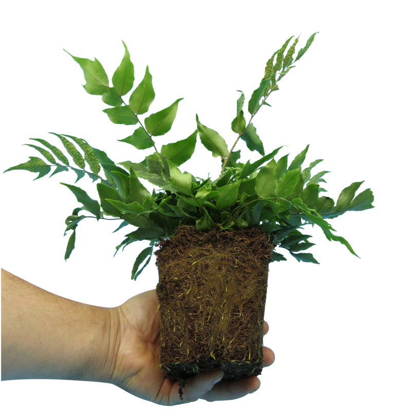 Large Plants - Holly Fern, Carex Grass & Cordyline Red Star (Contemporary Mix)