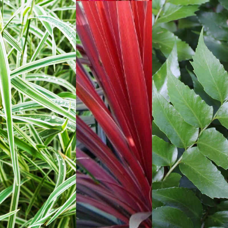Large Plants - Holly Fern, Carex Grass & Cordyline Red Star (Contemporary Mix)