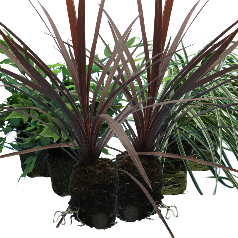 Large Plants - Holly Fern, Carex Grass & Cordyline Red Star (Contemporary Mix)