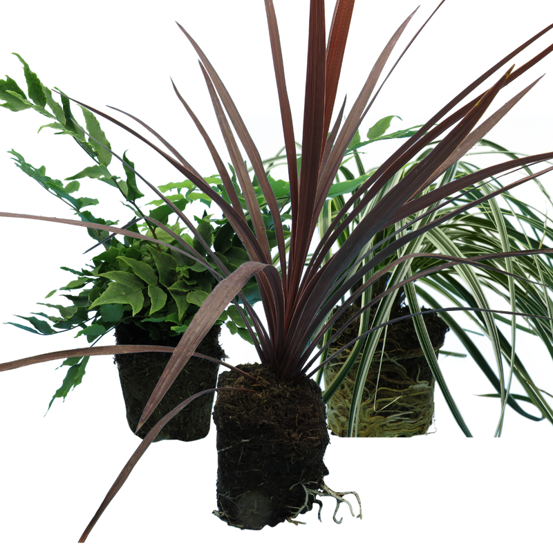Large Plants - Holly Fern, Carex Grass & Cordyline Red Star (Contemporary Mix)