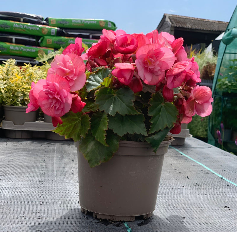 Rescue - Begonia Bundle - 4 x 1L Pots