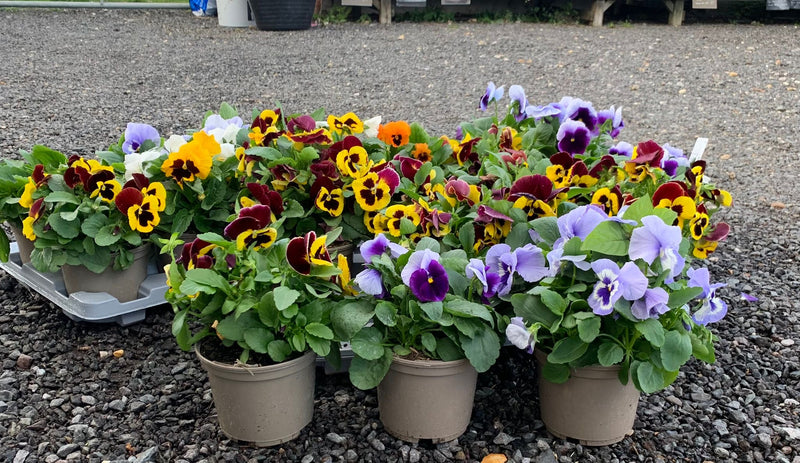 FOUR Beautiful Large Pansy Pots - 4 x 1L pots