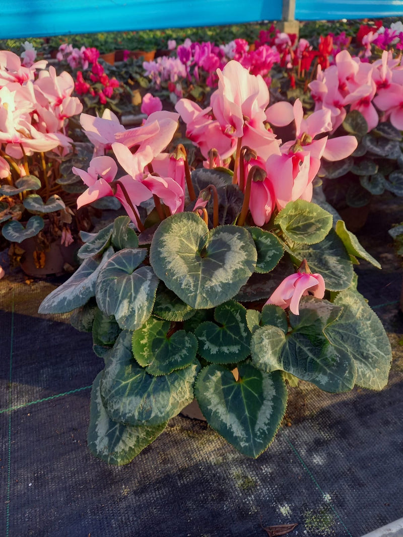 Rescue - Tray of 8 Beautiful Cyclamen Pots