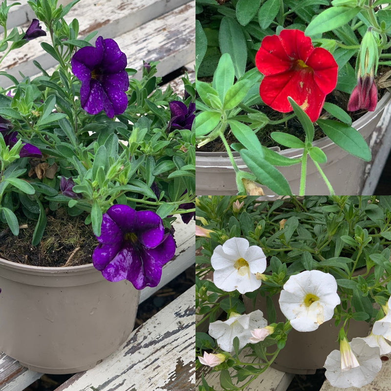 Rescue - Calibrachoa Trio - 3 x 1L Pots