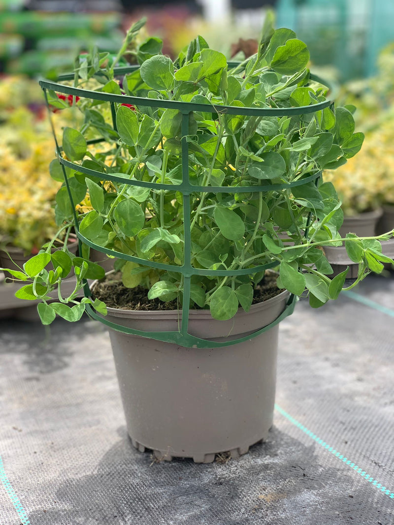 Rescue - Sweet Pea Trio - 3 x 2LPots
