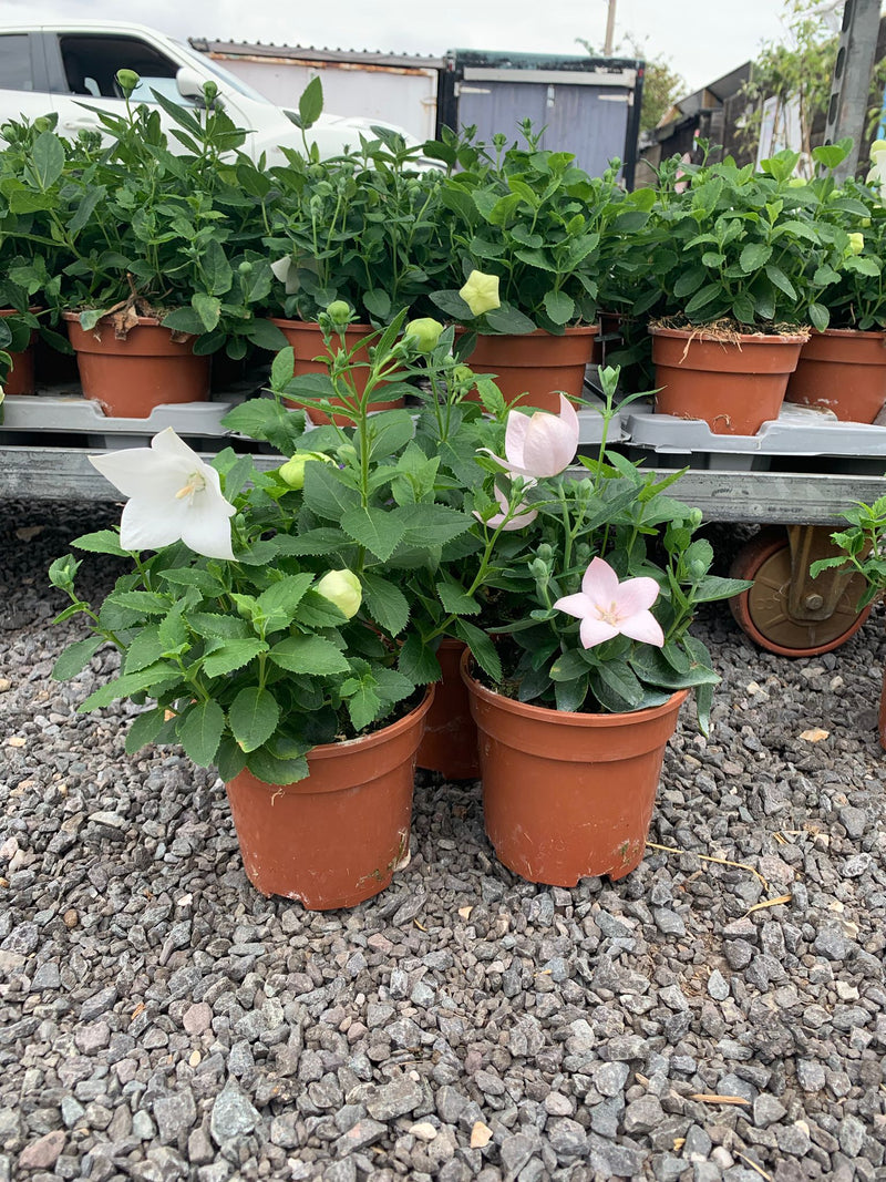 RESCUE TRIO of Balloon Flower - 3 x 1L Pot
