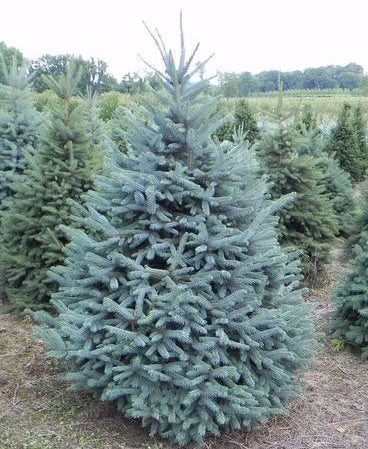 Blue Spruce Premium Cut 4ft