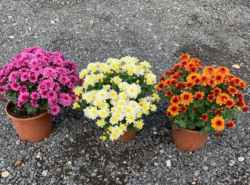 RESCUE - TRIO of Chrysanthemum Mix Colours - 3 x 2L Pots