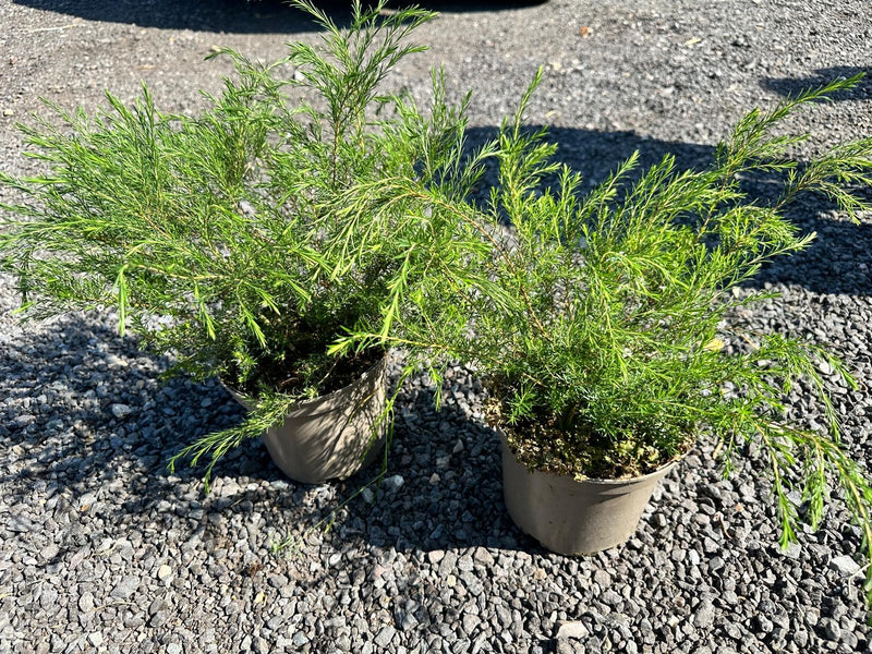 Rescue - Diosma Duo