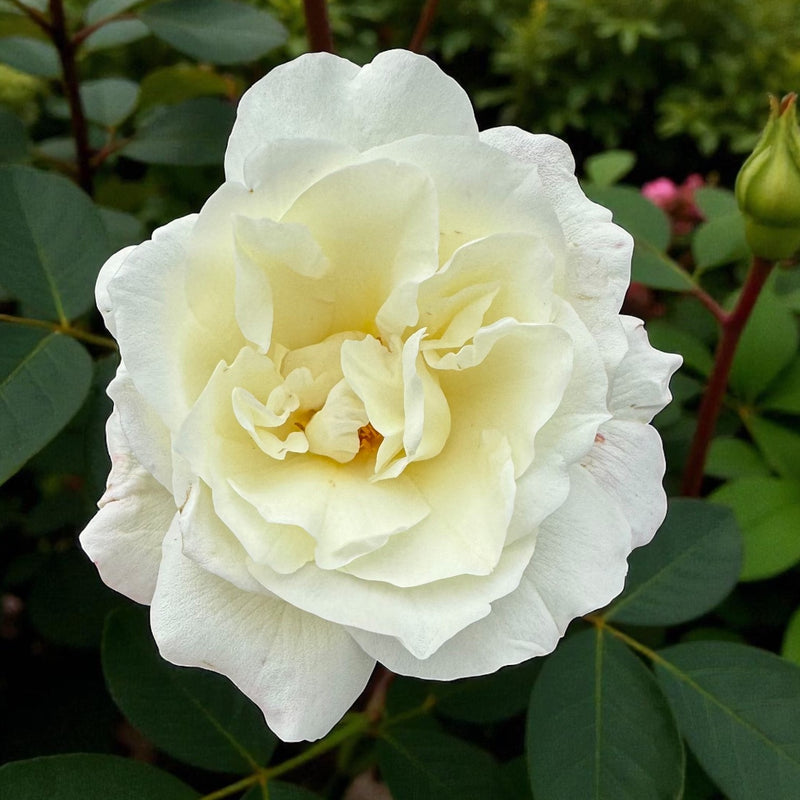 **PRE-ORDER** NEW Rose "Hope" - Fundraising For Camilla