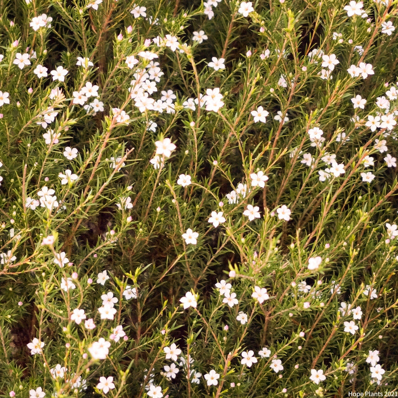 Rescue - Diosma Duo