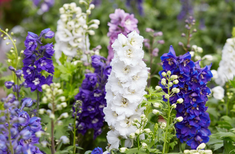 RESCUE - Tray of Dazzling Delphinum - 8 x 1L pots