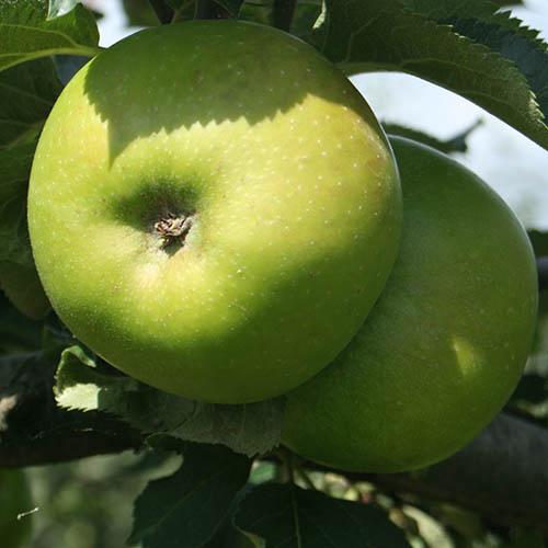 Fruit Tree Bramley Apple 7.5L