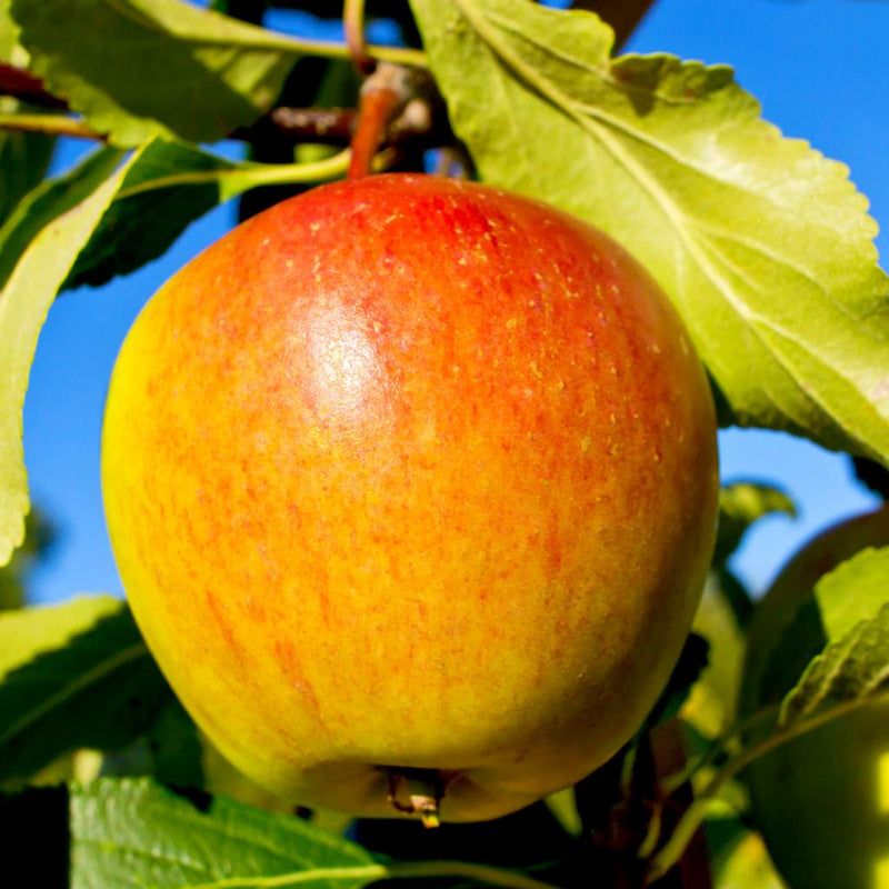 Fruit Tree Cox’s Orange Pippin Apple 7.5L