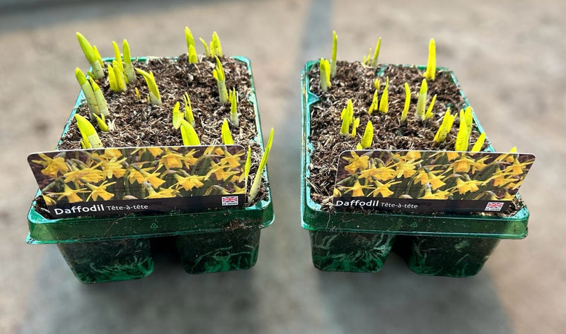 Daffodil Tête-à-tête - 12+ plants!