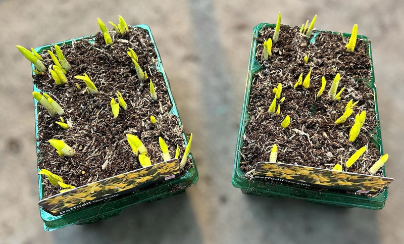Daffodil Tête-à-tête - 12+ plants!