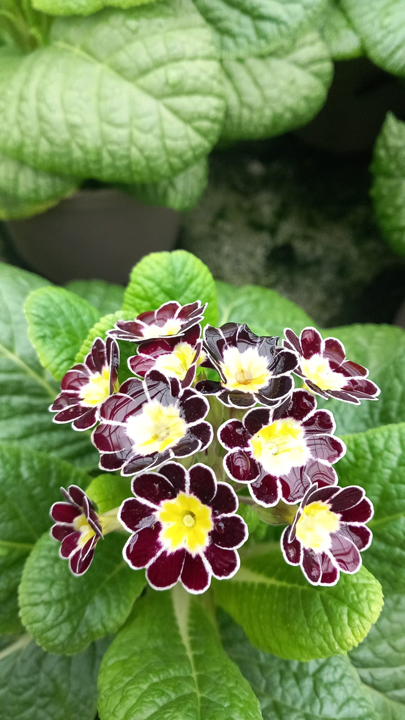 Primula Silver Lace Trio 3x 1L pots