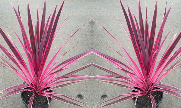 Pair of Cordyline Pink Passion - 2 x 2L Pots