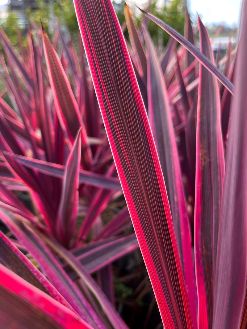 Pair of Cordyline Pink Passion - 2 x 2L Pots