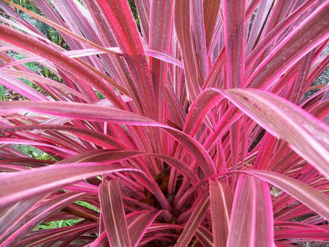Pair of Cordyline Pink Passion - 2 x 2L Pots