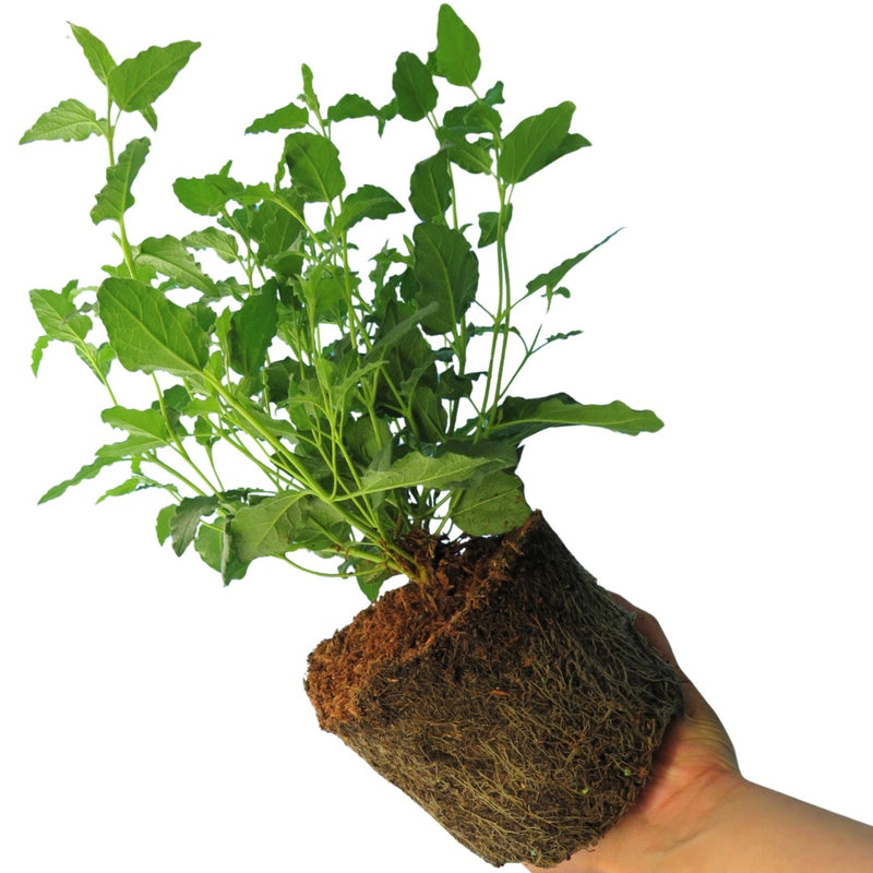 Cistus Corbariensis 17cm/2L