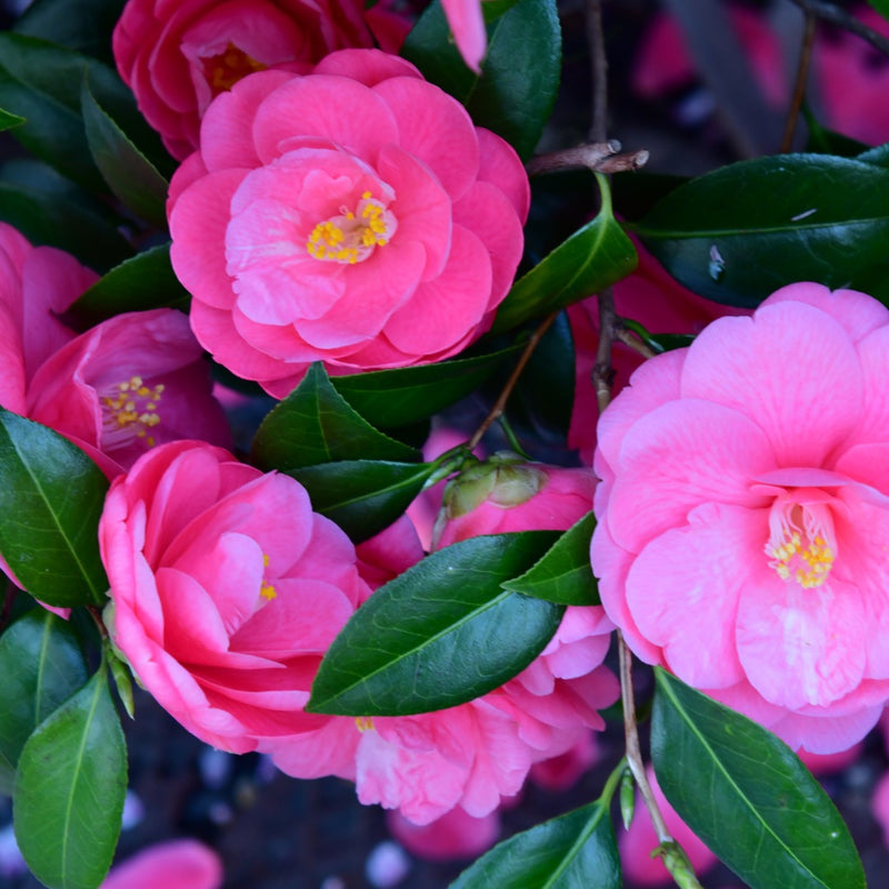 Camellia Pink -19cm